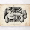 Pankreas, Leber und Gallenblase | Codex Anatomicus Outlet