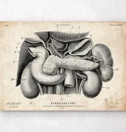 Pankreas, Leber und Gallenblase | Codex Anatomicus Outlet