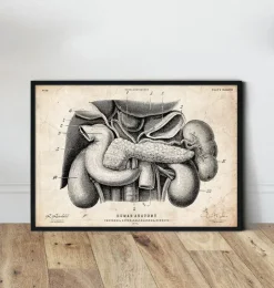 Pankreas, Leber und Gallenblase | Codex Anatomicus Outlet