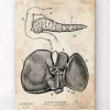 Pankreas und Leber Anatomie | Codex Anatomicus Best