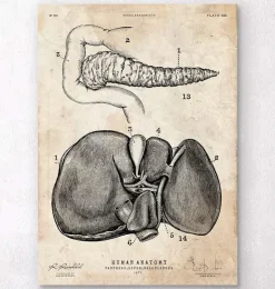 Pankreas und Leber Anatomie | Codex Anatomicus Best