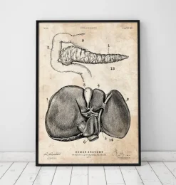 Pankreas und Leber Anatomie | Codex Anatomicus Best