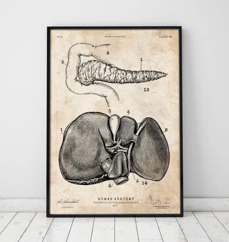 Pankreas und Leber Anatomie | Codex Anatomicus Best