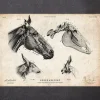 Pferdeschädel | Codex Anatomicus Clearance