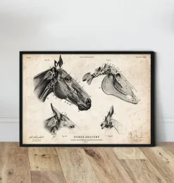 Pferdeschädel | Codex Anatomicus Clearance