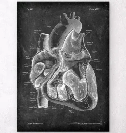 Präparierte Herz Anatomie II - Chalkboard | Codex Anatomicus Outlet