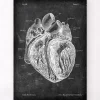 Präparierte Herz Anatomie - Chalkboard | Codex Anatomicus Discount