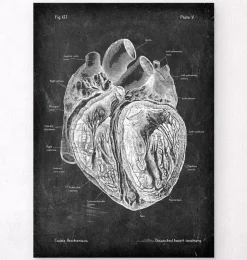 Präparierte Herz Anatomie - Chalkboard | Codex Anatomicus Discount