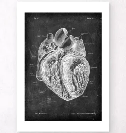 Präparierte Herz Anatomie - Chalkboard | Codex Anatomicus Discount