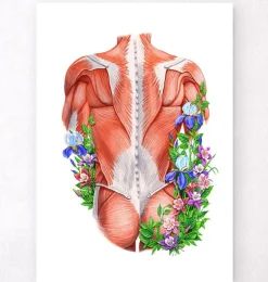Rücken Anatomie I - Floral - Weiß | Codex Anatomicus Discount