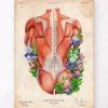 Rücken Anatomie I - Floral - Vintage | Codex Anatomicus Outlet