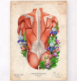 Rücken Anatomie I - Floral - Vintage | Codex Anatomicus Outlet