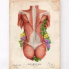Rücken Anatomie II - Floral - Vintage | Codex Anatomicus Best