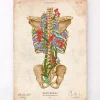 Rückenskelett Anatomie II - Floral - Vintage | Codex Anatomicus Clearance
