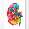 Rechten Niere Anatomie - Aquarell | Codex Anatomicus Fashion