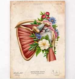 Rotatorenmanschettenruptur - Floral - Vintage | Codex Anatomicus Hot