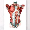 Rumpf Anatomie - Geometrisch | Codex Anatomicus New