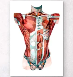 Rumpf Anatomie - Geometrisch | Codex Anatomicus New