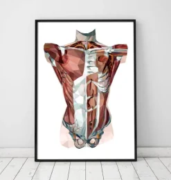 Rumpf Anatomie - Geometrisch | Codex Anatomicus New