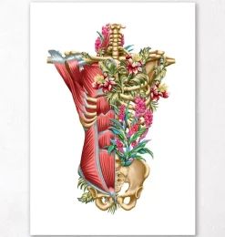 Rumpfmuskulatur und Knochen - Floral - Weiß | Codex Anatomicus New