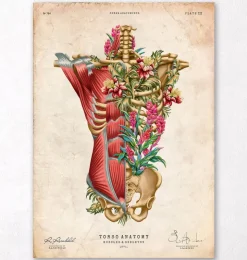Rumpfmuskulatur und Knochen - Floral - Vintage | Codex Anatomicus Hot