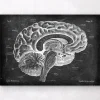 Sagittale Gehirn Anatomie - Chalkboard | Codex Anatomicus Clearance