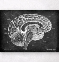 Sagittale Gehirn Anatomie - Chalkboard | Codex Anatomicus Clearance