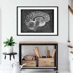 Sagittale Gehirn Anatomie - Chalkboard | Codex Anatomicus Clearance