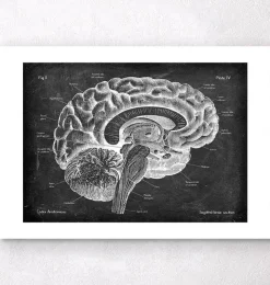 Sagittale Gehirn Anatomie - Chalkboard | Codex Anatomicus Clearance