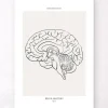 Sagittales Gehirn - Line-Art | Codex Anatomicus Best