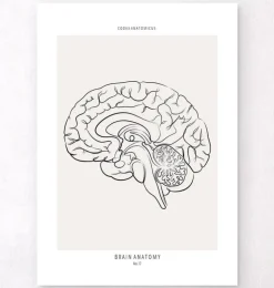 Sagittales Gehirn - Line-Art | Codex Anatomicus Best