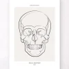 Schädel Anatomie - Line-Art | Codex Anatomicus Hot
