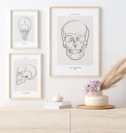 Schädel Anatomie - Line-Art | Codex Anatomicus Hot