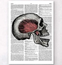 Schädel Anatomie - Wörterbuch | Codex Anatomicus Fashion