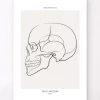 Schädel sagittale Ansicht - Line-Art | Codex Anatomicus Sale