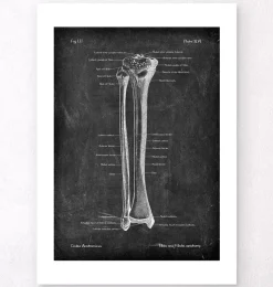 Schienbein und Wadenbein - Chalkboard | Codex Anatomicus Sale