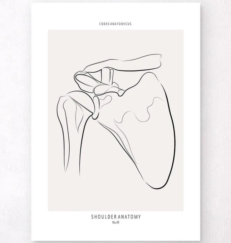 Schulter Anatomie - Line-Art | Codex Anatomicus Sale