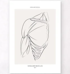Schulter Anatomie - Line-Art | Codex Anatomicus Outlet