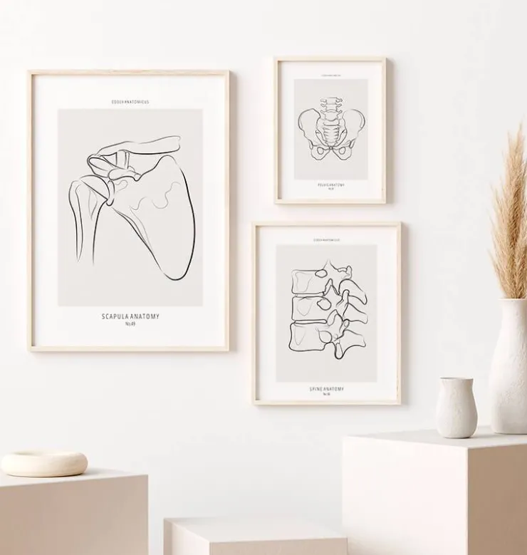 Schulter Anatomie - Line-Art | Codex Anatomicus Sale