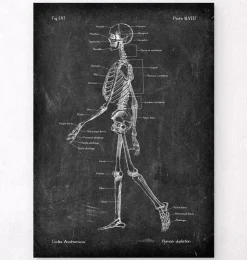 Skelett - Chalkboard | Codex Anatomicus Online