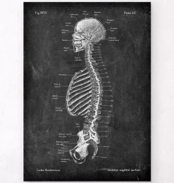 Skelett im Schnitt - Chalkboard | Codex Anatomicus New