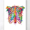 Thorax - Aquarell | Codex Anatomicus Clearance