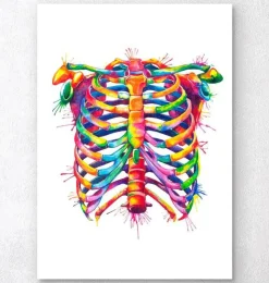 Thorax - Aquarell | Codex Anatomicus Clearance