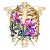 Thorax Anatomie Aufkleber - Floral | Codex Anatomicus Discount