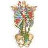 Thorax Anatomie Aufkleber II - Floral | Codex Anatomicus Discount