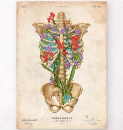 Thorax Anatomie II - Floral - Vintage | Codex Anatomicus Hot