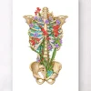 Thorax Anatomie II - Floral - Weiß | Codex Anatomicus Sale