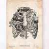 Thorax Kunst | Codex Anatomicus Sale