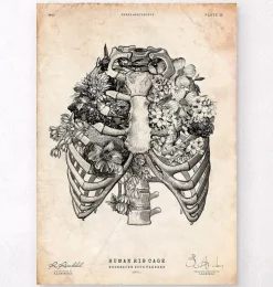 Thorax Kunst | Codex Anatomicus Sale