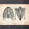 Thorax Kunst II | Codex Anatomicus Hot